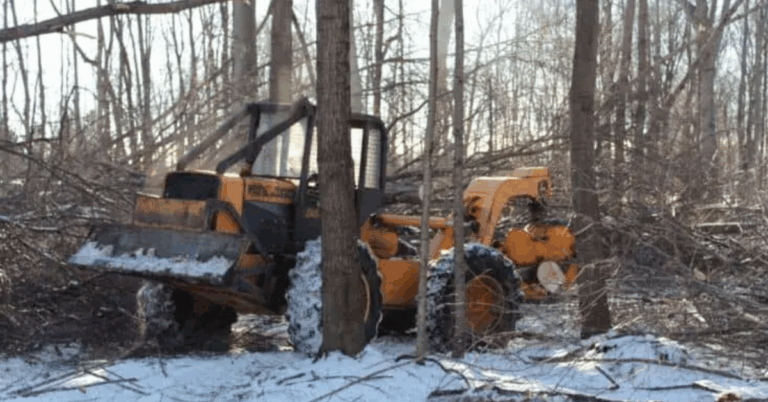 Tree Logging Service Near Me: Your Reliable Partner for Professional Tree Removal